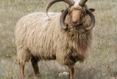 Navajo churro jigsaw puzzle