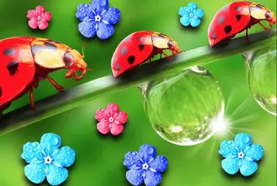 Coccinelle