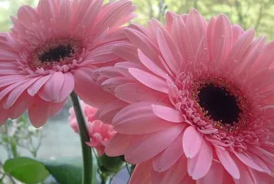 Flor
