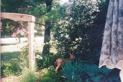 Fawn in the flower garden