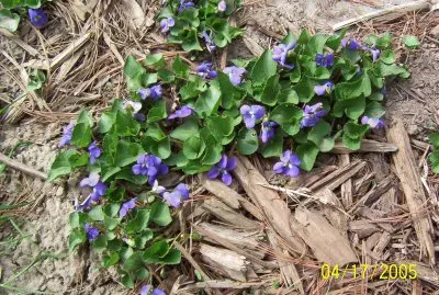 פאזל של Violets