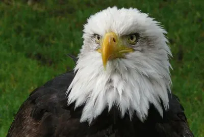 Aguila Calva