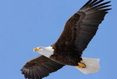 Aguila Calva