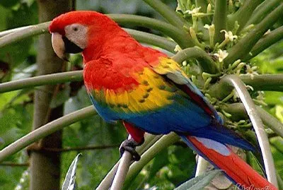 Guacamaya