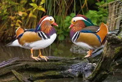 Patos Mandarin