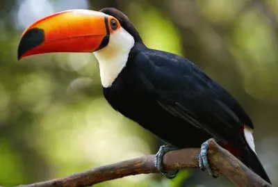 Tucan