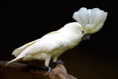 Cacatua