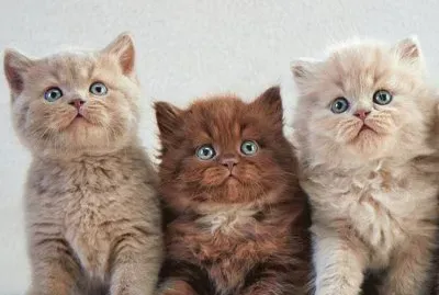 Tiernos