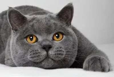 Gato Bristing