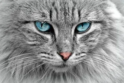 Ojos Hermosos