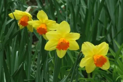 Narcisse