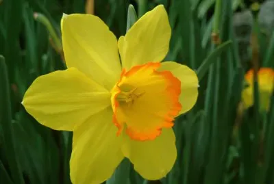 Narcisse