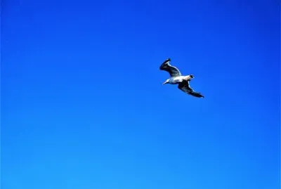 Gaviota volando sobre el Mar Egeo, Grecia.