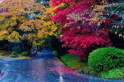 פאזל של naturaleza