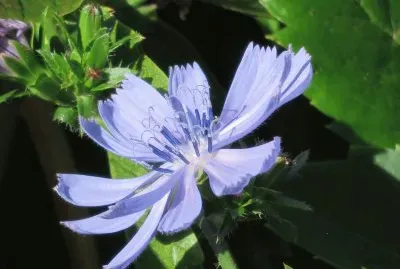 cichorium intybus
