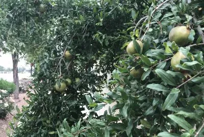 Fruit