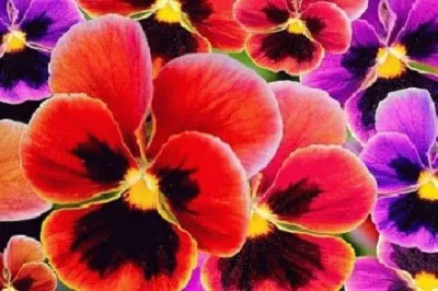 Imagem jigsaw puzzle