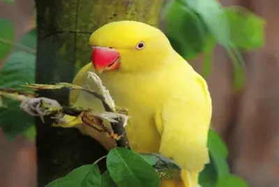 papagaio jigsaw puzzle