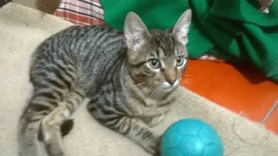 Juan Pablo jigsaw puzzle