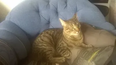 El gato mÃ¡s capcioso jigsaw puzzle