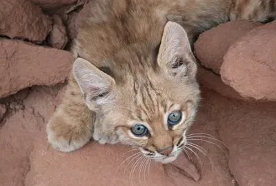 Imagem jigsaw puzzle