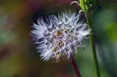 Imagem jigsaw puzzle