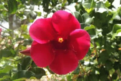 Imagem jigsaw puzzle