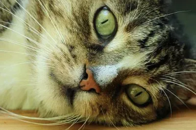 Imagem jigsaw puzzle