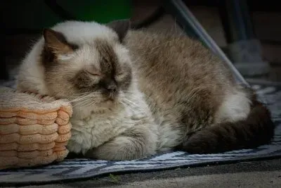 Imagem jigsaw puzzle