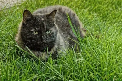 Imagem jigsaw puzzle