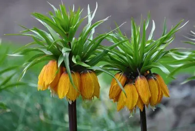 Fritillaire