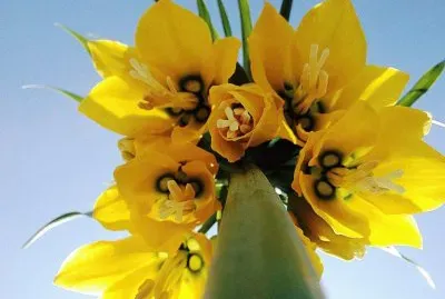 flores