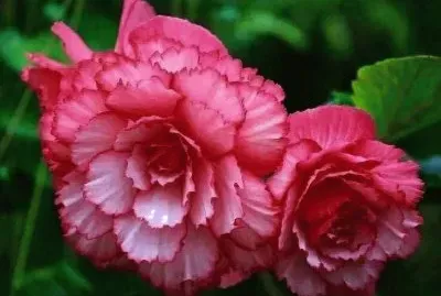 flores