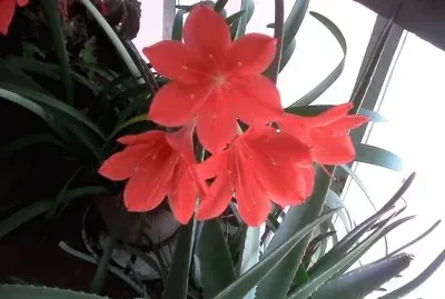 flores