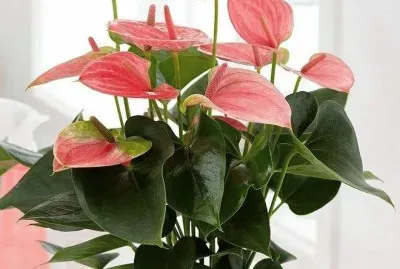 anturios jigsaw puzzle