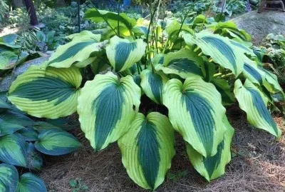 hojas verdes