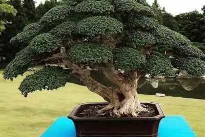 bonsai
