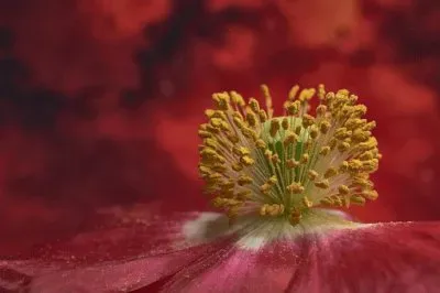 Imagem jigsaw puzzle