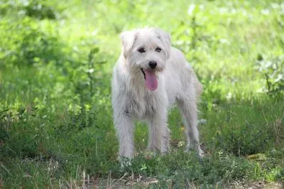 Imagem jigsaw puzzle