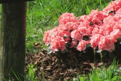 azalea