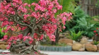 Imagem jigsaw puzzle