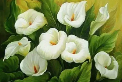 alcatraces rosas