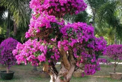 +arbol morado