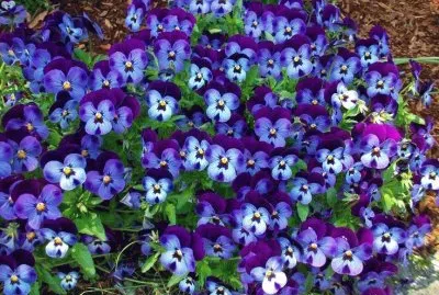flores azules