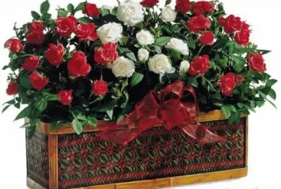 jardinera jigsaw puzzle