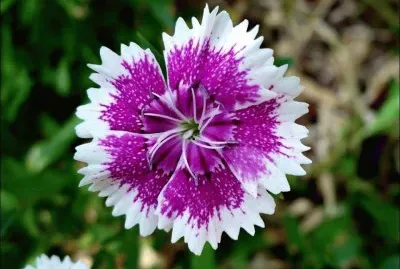 flor