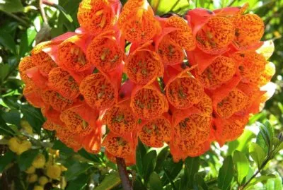 ramo naranja