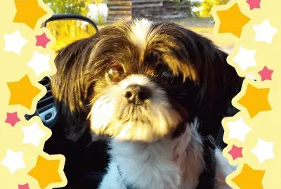 Help!  I  've been framed!   L jigsaw puzzle