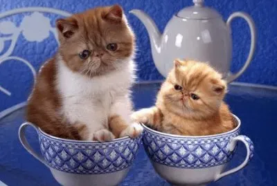 fotos maravillosas de nuestra naturaleza jigsaw puzzle