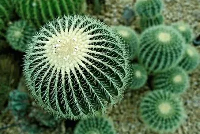 Imagem jigsaw puzzle